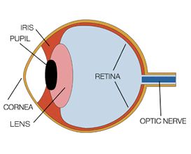 parts of the eye for grade 2