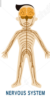 Mr. Niemis Science - Human Body Home Page